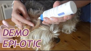 Bien laver les oreilles de son chien avec EpiOtic [upl. by Kimmel465]