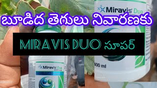 syngenta miravis duo working on powdery mildew [upl. by Eimiaj]