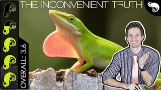 Green Anole The Best Pet Lizard [upl. by Azpurua]