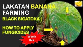 Black Sigatoka  How to Apply Fungicide Spraying  Lakatan Banana Farming [upl. by Uriah]