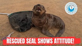 Rescued Seal Shows Attitude [upl. by Irab]