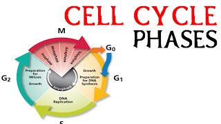 Cell cycle phases  prophae metaphase anaphase and telophase [upl. by Clarkin]