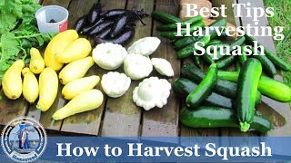 How Harvest Squash  Yellow Crookneck Squash and Zucchini Squash  Tips Harvesting [upl. by Aihsilef891]