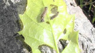 Slowing the Spread of Gypsy Moth in Ohio [upl. by Hildie540]