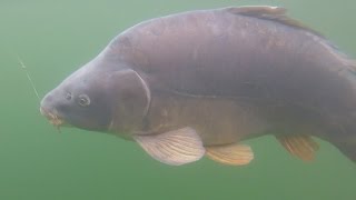 KKarp  Carp Fishing TV  Appunti di Carp Fishing  Laghi Naturali Austria Parte 1 [upl. by Pellikka491]