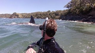 Swimming with orca in New Zealand [upl. by Sutherlan]