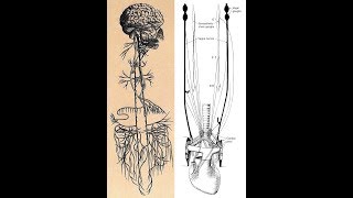 Vagus Nerve amp 3 Brains Part 2 [upl. by Nerval400]