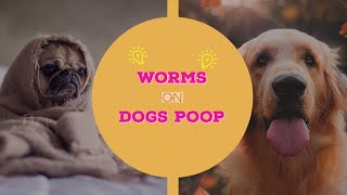 🔥Tips and Complete Guide dog worms poop  can you get worms from your pet 👍 [upl. by Idou465]