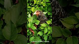 Camouflage de poules Dans lArbre Aux Faisans chicken funnyanimals animallover animals animal [upl. by Larena]