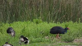 Purple Swamphen with Purple Baby [upl. by Epilihp]