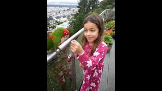 WILD PARROTS OF SAN FRANCISCO [upl. by Ahseet754]