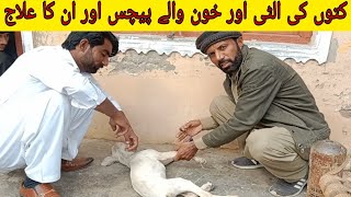 کتوں کی الٹی اور خون والے پیچس اور ان کا علاج [upl. by Ait450]