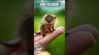 Lovable Tiny Baby Solenodon shorts short shortvideo ytshorts handypets [upl. by Aicenet845]