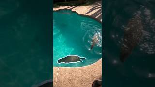 Capybara having fun in swimming pool pt 4 masbro capybara capivara kapibara cuteanimals [upl. by Anidan]