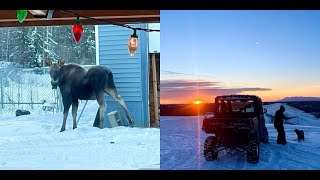 “Alaska’s Cold Temperatures Beautiful Sunsets Moose Encounters and More” [upl. by Gent]