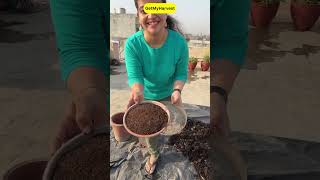 Soil mix recipe for monsoon vegetables and houseplants organicgardening [upl. by Eada]