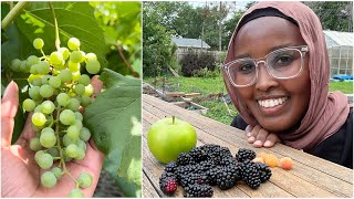 Qaraabo Canabey Darta 🍇🍇 Geed Canab ah aan Beeray Garden somali subscribe [upl. by Pearlman97]