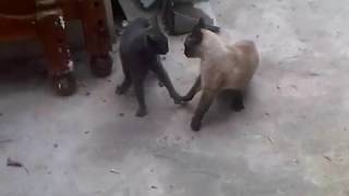 Gatos hablando y peleando [upl. by Airenahs594]