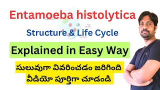 Entamoeba histolytica Structure and Life cycle [upl. by Haisej]