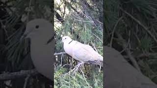 Il Canto della Tortora dal collare e piccole cinciallegre birds nature mushroom [upl. by Halona553]