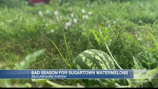 Sugartown Watermelons [upl. by Lamok]