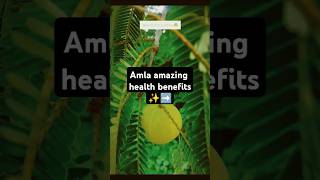 Amla amazing health benefits ✨ amla benefits for hair  amla benefits for skin shorts skincare [upl. by Fabiano]