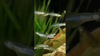 Chinas Big Experiment on Zebrafish trending shorts ytshorts [upl. by Ardussi]