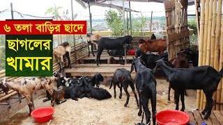 বাড়ির ছাদে ছাগলের খামার করে সফলতা  Sagoler khamar  Goat farming in bangladesh [upl. by Aitra]