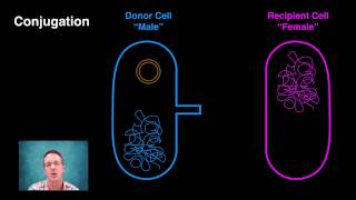 Generating Bacterial Genetic Variation [upl. by Baniez]