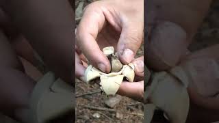 Collared earthstar mushroom [upl. by Nuahsar]