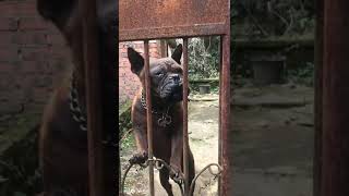 CHONGQING DOG  ANCIENT GUARD DOG [upl. by Udenihc]