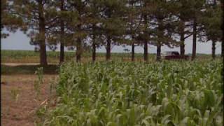 Agroforestry Practices  Windbreaks [upl. by Neehar467]