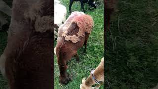 sheeps lookviral youtubeshort viralvideo best [upl. by Marijn]