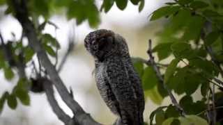 Mottled Wood Owl [upl. by Blount411]