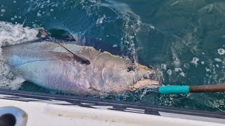 bluefin tuna fishing off falmouth Cornwall sea fishing UK at its BEST [upl. by Ignace]