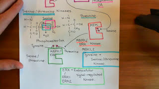 Receptor Tyrosine Kinases Part 7 [upl. by Alodie809]