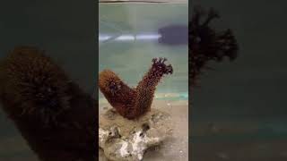 Spawning behavior  Holothuria cinerascens in Aquarium [upl. by Lemraj]