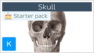 Bones of the Skull Neurocranium and Viscerocranium  Human Anatomy  Kenhub [upl. by Sumaes555]