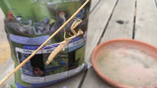 Bird seed amp Special Surprise Guest feeding the wild outdoor birds brown California praying mantis [upl. by Ennaecarg798]