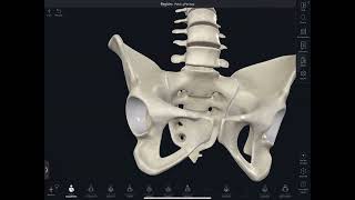 Clase 13 de anatomia bloque 3pelvimetria y periné [upl. by Netsuj]