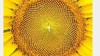 Fibonacci spirals in sunflowers [upl. by Rego513]