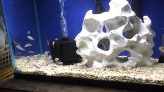 African Cichlid Fry Update and Contest Reminder [upl. by Adev]