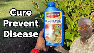 Beginners Disease Control for roses flowers and Shrubs Step by Step Directions [upl. by Ayekel]