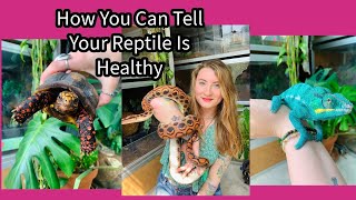 Is Your Reptile Healthy [upl. by Anisah]