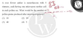 A rose flower anther is monothecous with 5 stamens each having one microspore mother cell in ea [upl. by Nospmoht]