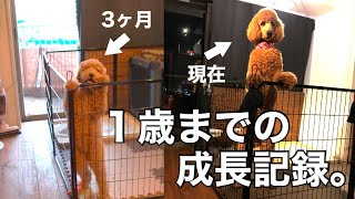 子犬が１歳になるまでの成長記録【スタンダードプードル】 [upl. by Isla]