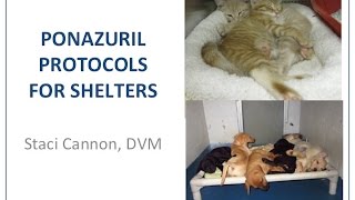 Vet to Vet Ponazuril Protocols for Shelters  conference recording [upl. by Affay693]