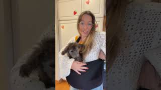 Pawaboo Dog Sling Carrier Review  UltraComfortable Pet Sling for Small Dogs amp Cats [upl. by Elleuqar62]