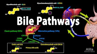 Bile Pathways and the Enterohepatic Circulation Animation [upl. by Macey]