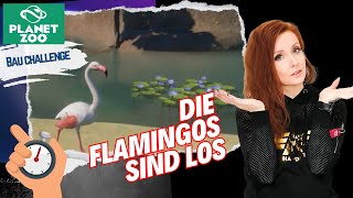 🐼 Die Flamingos sind los  mit SColt27  Planet Zoo Bauen auf Zeit Challenge  004 [upl. by Aigneis710]